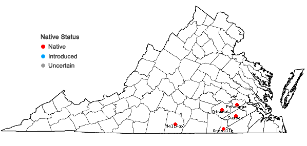 Locations ofRhynchospora harveyi W. Boott in Virginia