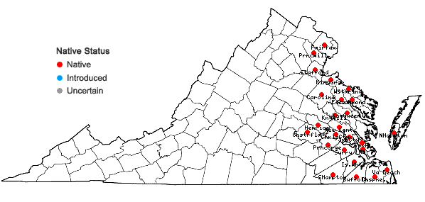 Locations ofRhynchospora macrostachya Torrey ex Gray in Virginia