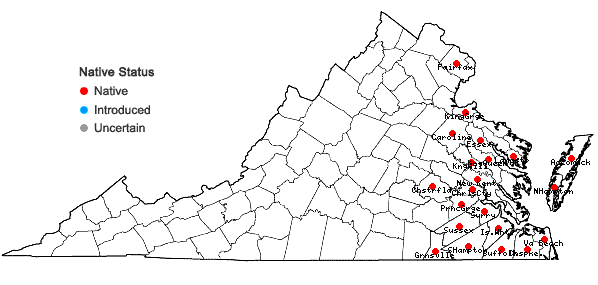 Locations ofRhynchospora microcephala (Britton) Britton ex Small in Virginia