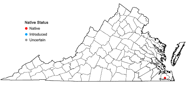 Locations ofRhynchospora miliacea (Lam.) Gray in Virginia