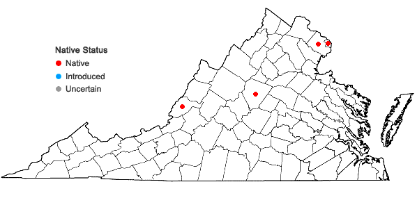 Locations ofRipariosida hermaphrodita (L.) Weakley & Poindexter in Virginia