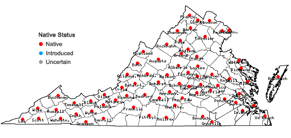 Locations ofRudbeckia triloba L. var. triloba in Virginia