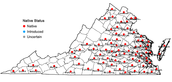 Locations ofRuellia caroliniensis (Gmelin) Steudel in Virginia