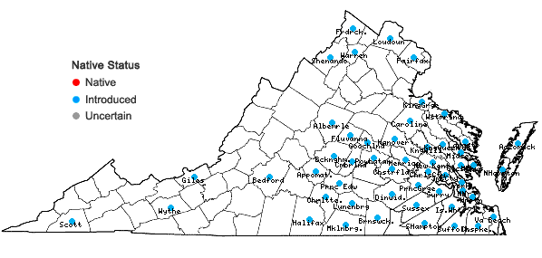 Locations ofRumex conglomeratus Murr. in Virginia