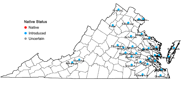 Locations ofRumex pulcher L. in Virginia