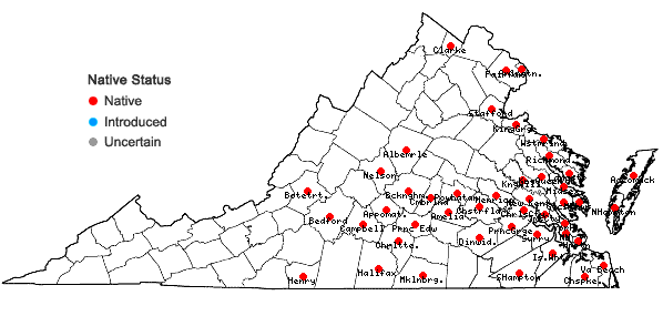 Locations ofRumex verticillatus L. in Virginia