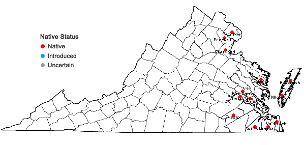 Locations ofSabatia dodecandra (L.) BSP in Virginia