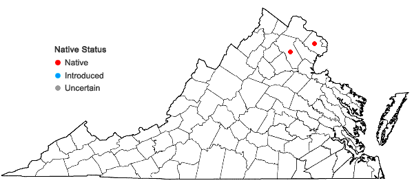 Locations ofSagittaria brevirostra Mackenzie & Bush in Virginia