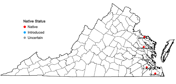 Locations ofSagittaria engelmanniana J.G. Smith in Virginia