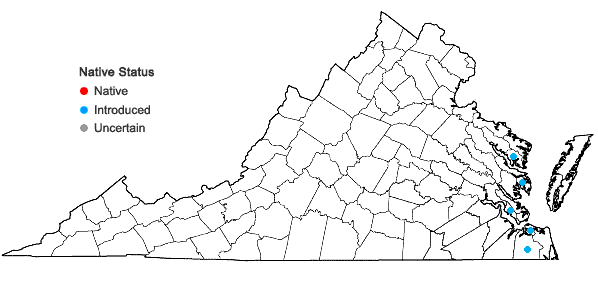 Locations ofSalpichroa origanifolia (Lam.) Baill. in Virginia