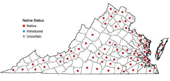 Locations ofSamolus parviflorus Raf.  in Virginia