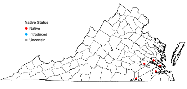 Locations ofSanicula canadensis L. var. floridana (Bicknell) H. Wolff in Virginia