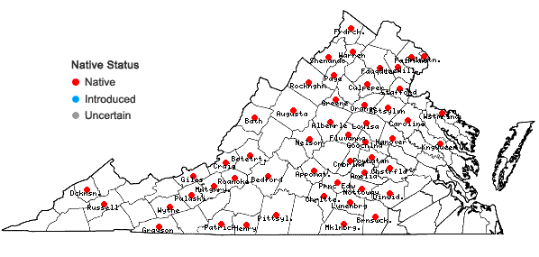 Locations ofSchoenoplectiella purshiana (Fernald) K. Lye var. purshiana in Virginia