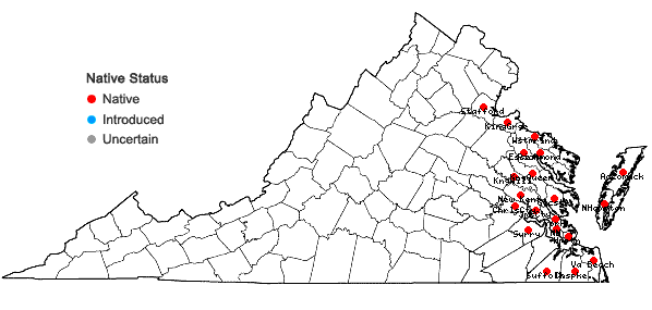 Locations ofSchoenoplectus americanus (Pers.) Volk. ex Schinz & Keller in Virginia