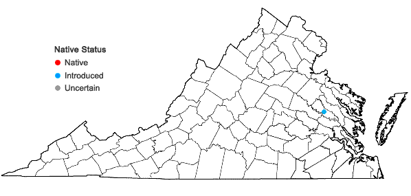 Locations ofSchoenoplectus mucronatus (L.) Palla in Virginia
