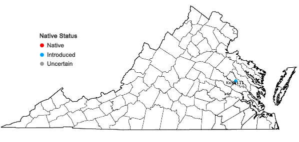 Locations ofSchoenoplectus mucronatus (L.) Palla in Virginia