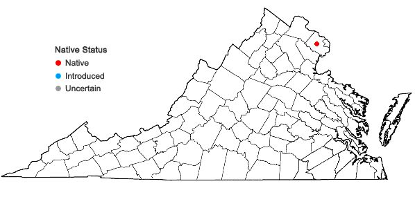 Locations ofSchoenoplectus smithii (Gray) J. Sojak var. levisetus (Fern.) S.G. Smith in Virginia