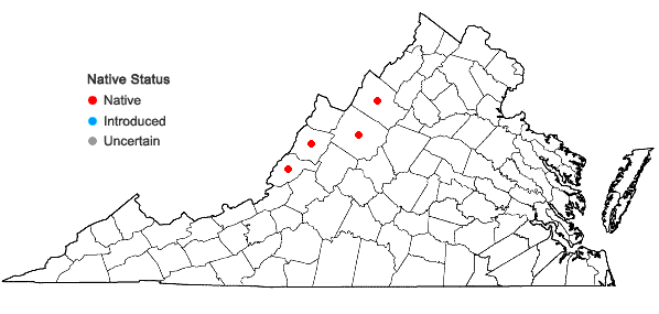 Locations ofScirpus ancistrochaetus Schuyler in Virginia