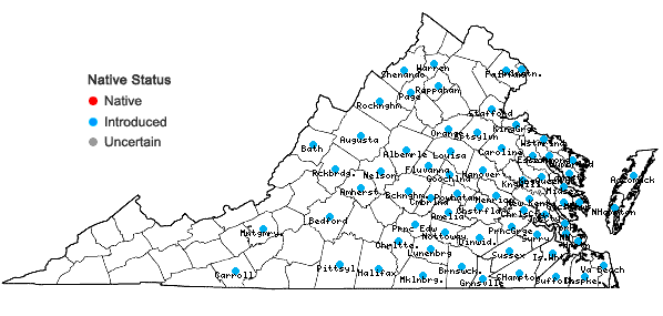 Locations ofScleranthus annuus L. ssp. annuus in Virginia