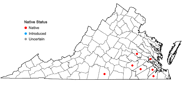 Locations ofScleria ciliata Michaux var. elliottii (Chapman) Fernald in Virginia