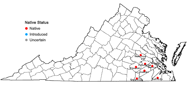 Locations ofScleria minor (Britton) W. Stone in Virginia