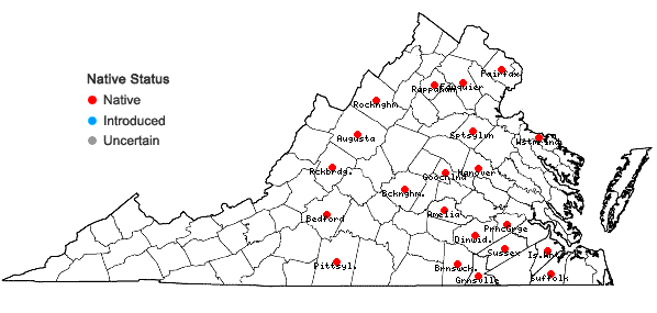 Locations ofScleria pauciflora Muhl. ex Willd. var. caroliniana A.W. Wood in Virginia
