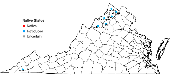 Locations ofSclerochloa dura (L.) Beauv. in Virginia