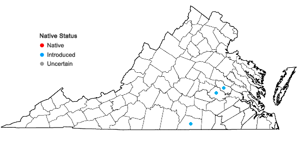Locations ofSenna occidentalis (L.) Link in Virginia