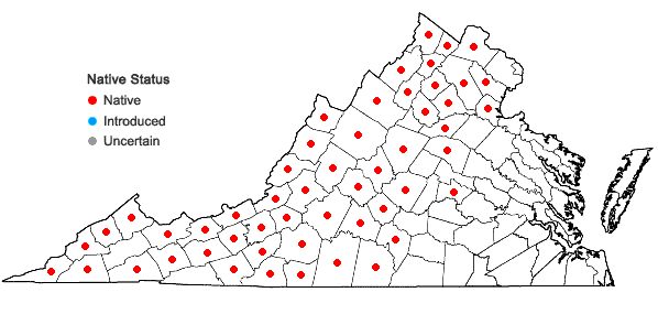 Locations ofSericocarpus caespitosus Nesom in Virginia