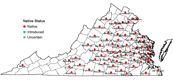Locations ofSericocarpus linifolius (L.) B.S.P. in Virginia