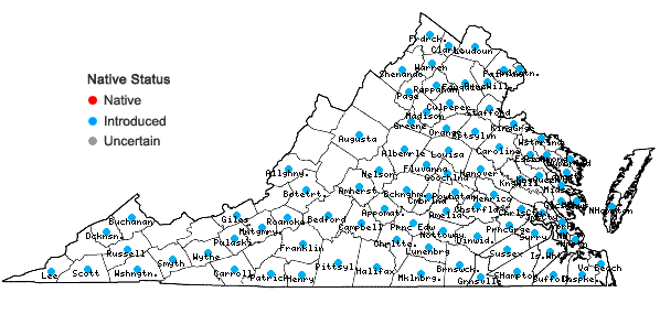 Locations ofSida spinosa L. in Virginia