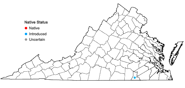 Locations ofSilene gallica L. in Virginia