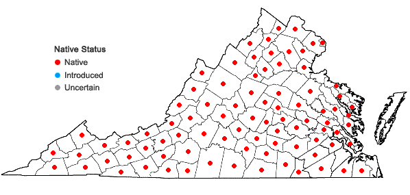 Locations ofSilene stellata (L.) Ait.  f. in Virginia