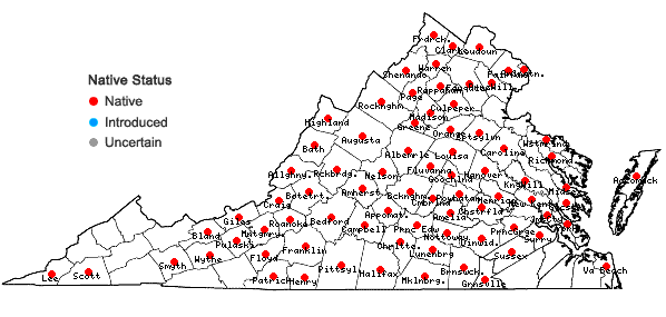 Locations ofSilphium asteriscus L. in Virginia