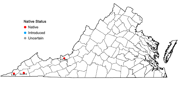 Locations ofSisyrinchium albidum Raf. in Virginia
