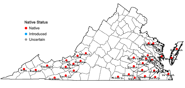 Locations ofSisyrinchium atlanticum Bickn. in Virginia