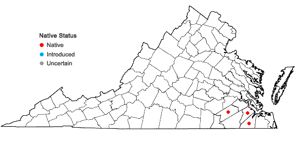 Locations ofSisyrinchium capillare Bickn. in Virginia