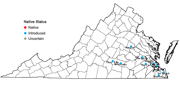 Locations ofSisyrinchium micranthum Cav. in Virginia