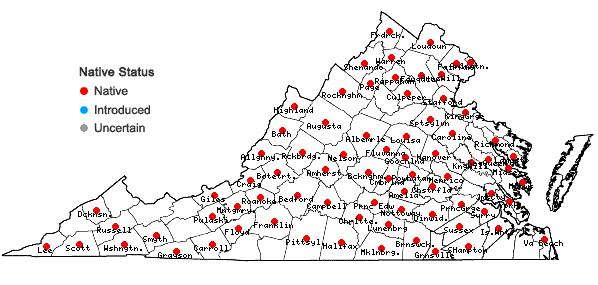 Locations ofSisyrinchium mucronatum Michx. in Virginia