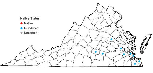 Locations ofSisyrinchium rosulatum Bickn. in Virginia