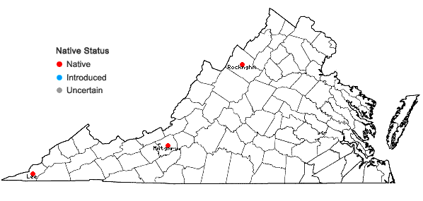 Locations ofSmilax ecirrata (Kunth) S. Wats. in Virginia