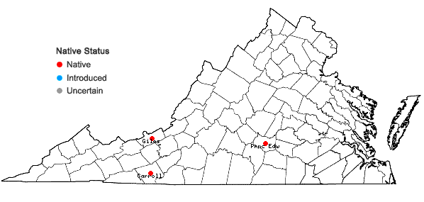 Locations ofSolenostoma appalachianum R.M.Schust. ex Bakalin in Virginia