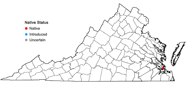Locations ofSolidago aestivalis Bickn. in Virginia
