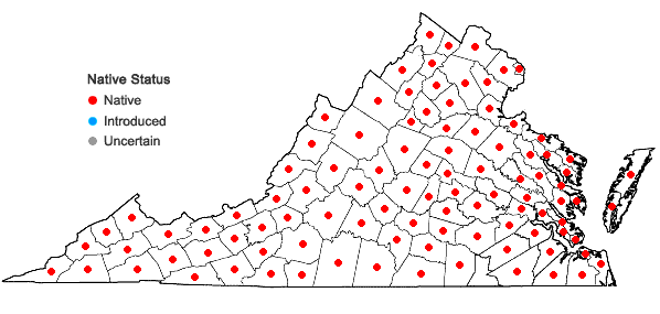 Locations ofSolidago altissima L. var. altissima in Virginia
