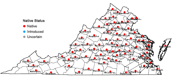 Locations ofSolidago juncea Ait. in Virginia