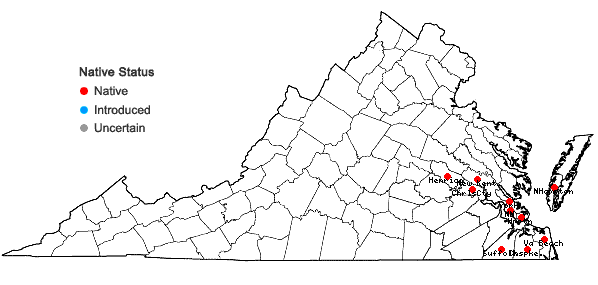 Locations ofSolidago latissimifolia P. Mill. in Virginia