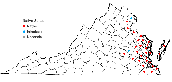 Locations ofSolidago mexicana L. in Virginia