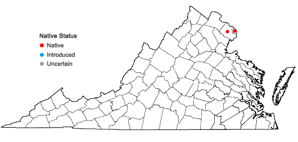 Locations ofSolidago racemosa Greene in Virginia
