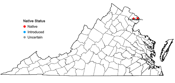 Locations ofSolidago racemosa Greene in Virginia