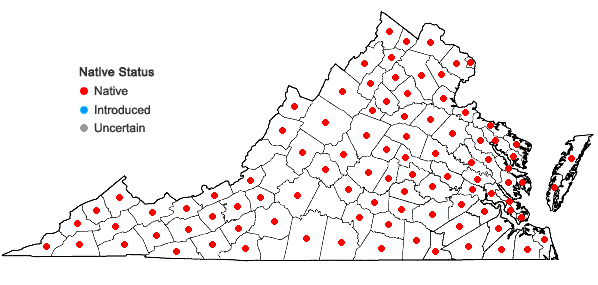 Locations ofSolidago rugosa P. Mill. in Virginia